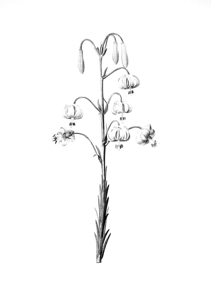 Vintage Engraved Botanical