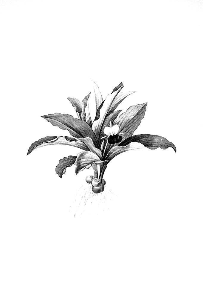 Vintage Engraved Floral