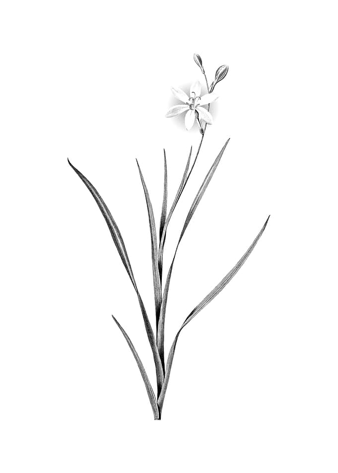 Vintage Engraved Floral