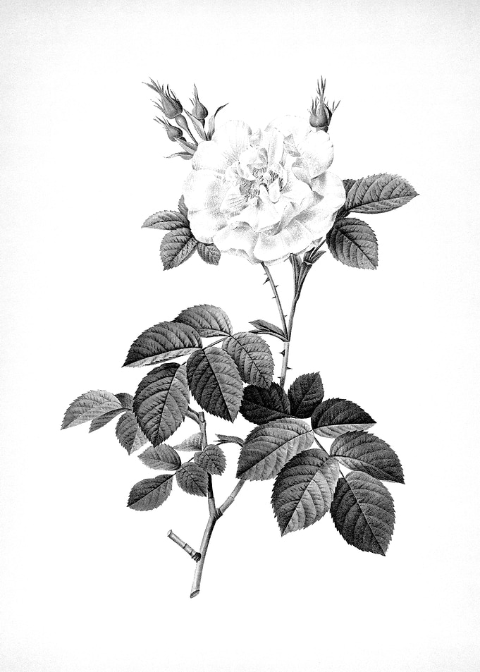 Vintage Floral Engraving
