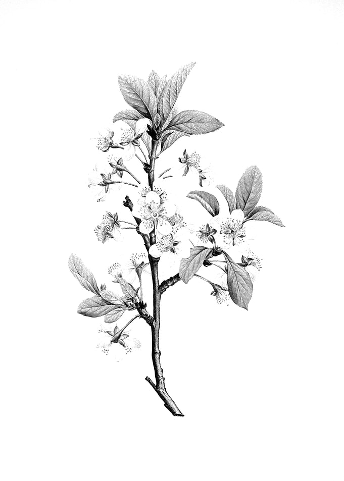 Vintage Floral Engraving