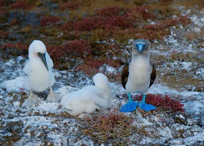Blue Footed Boobies