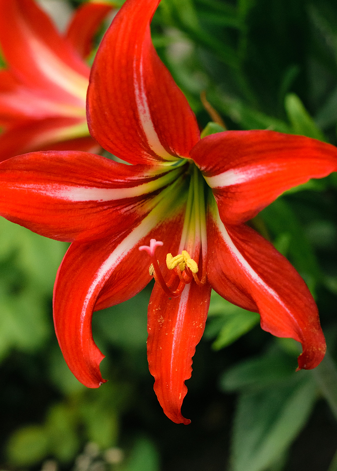 Red Flower