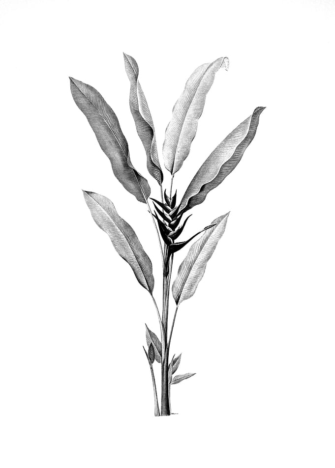 Vintage Floral Engraving