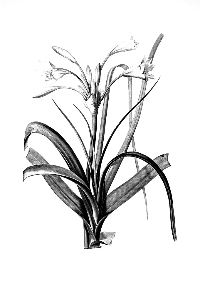 Vintage Engraved Botanical