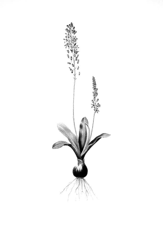 Vintage Engraved Botanical