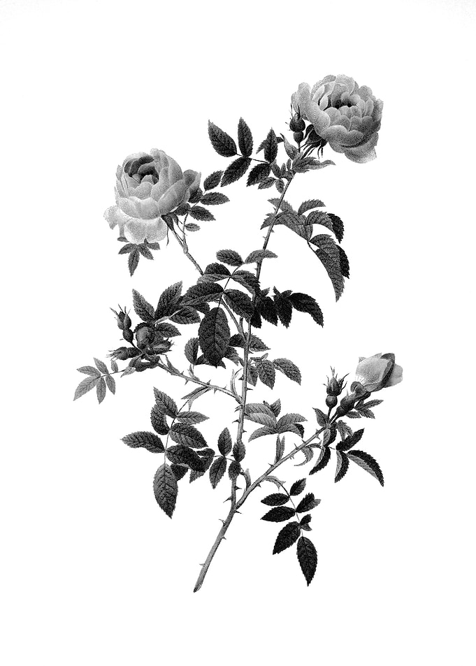 Vintage Engraved Botanical