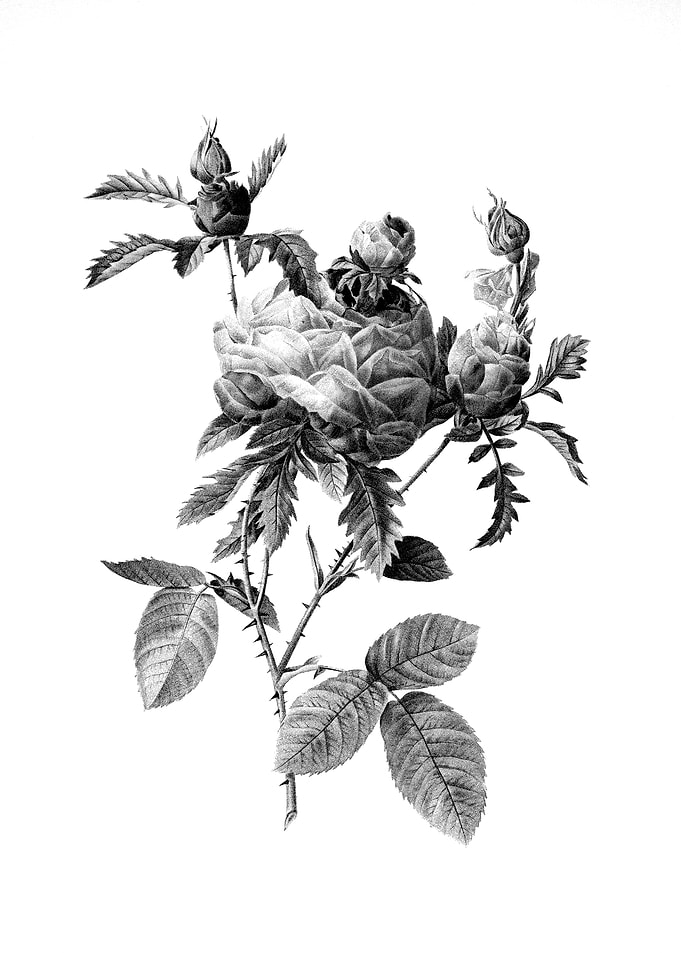 Vintage Engraved Botanical