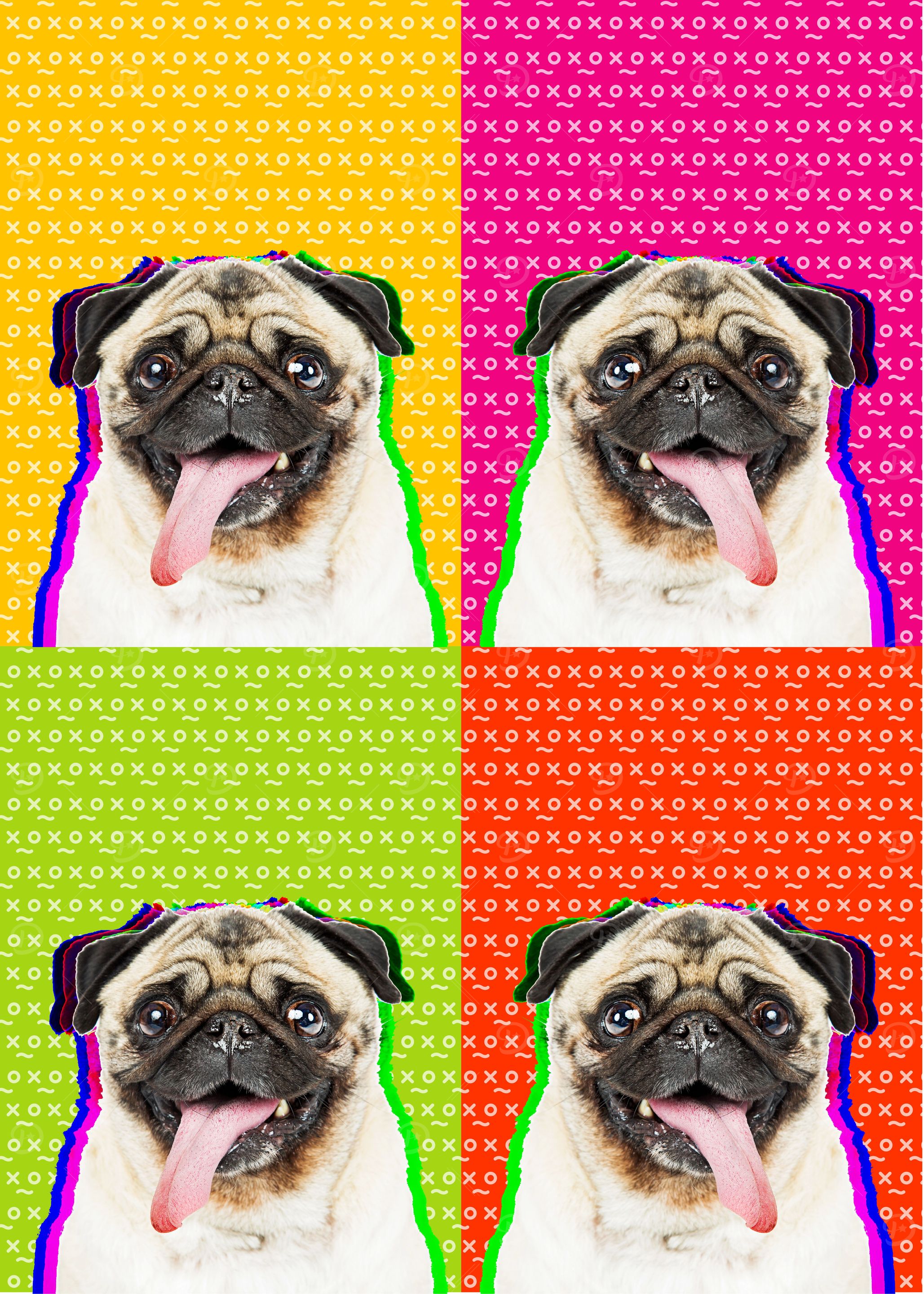 Lovely Pug