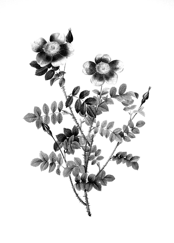 Vintage Engraved Botanical