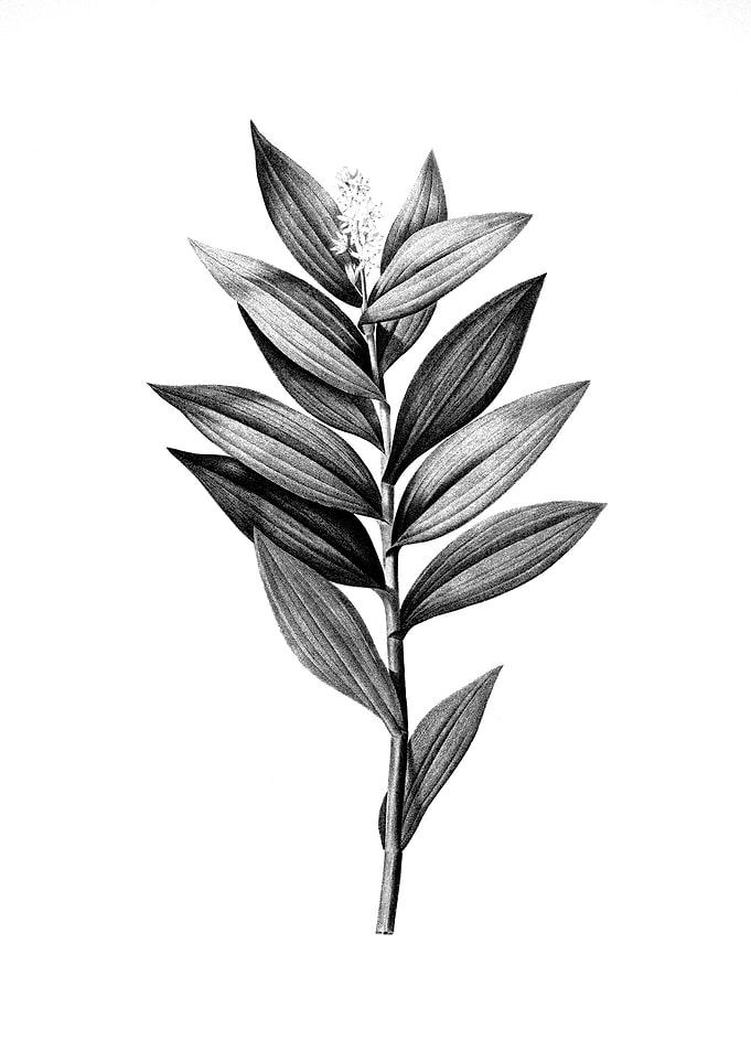 Vintage Floral Engraving