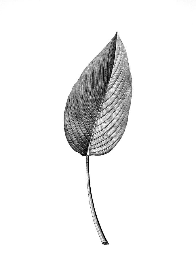 Vintage Engraved Flower