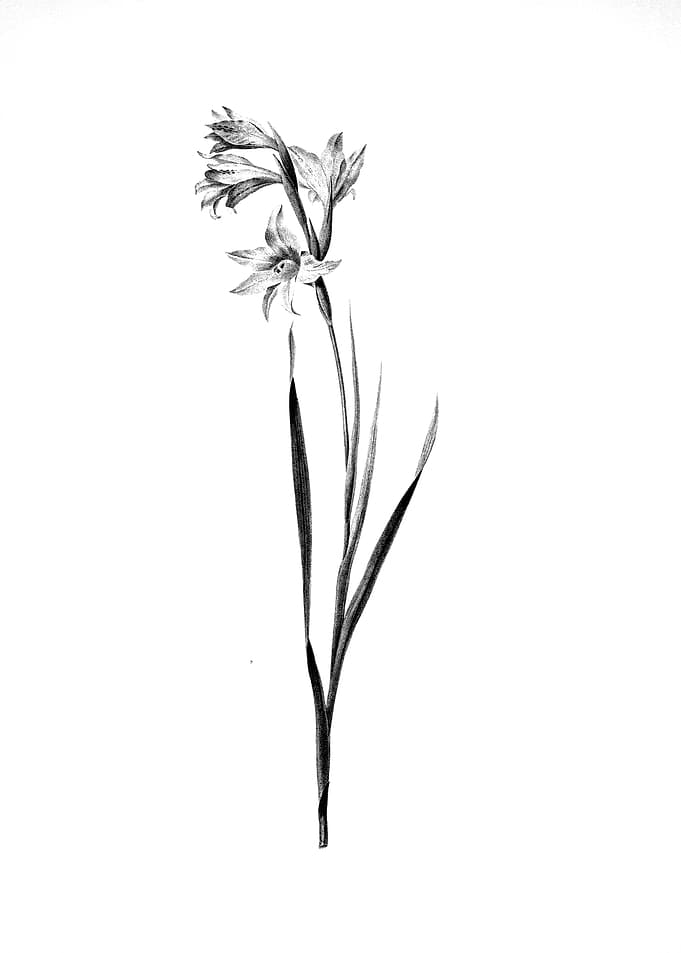 Vintage Floral Engraving