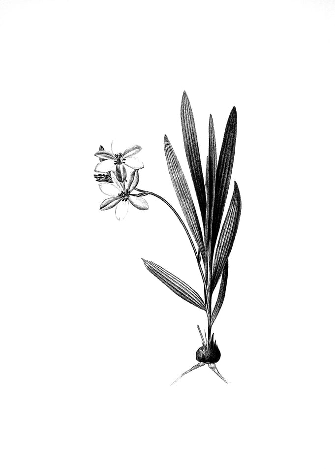 Vintage Engraved Botanical