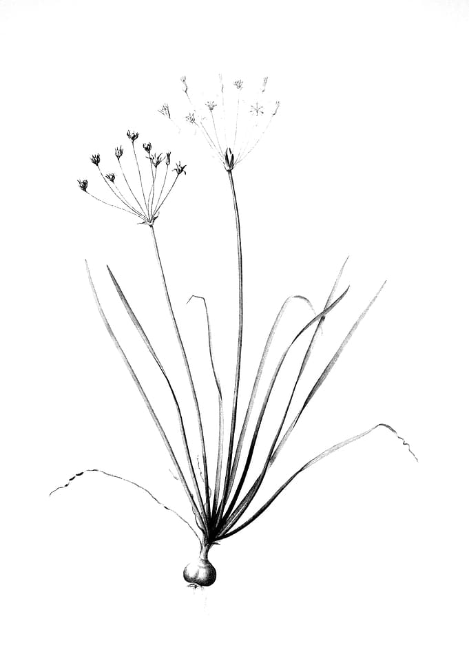 Vintage Floral Engraving