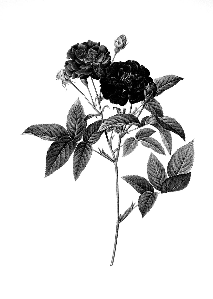 Vintage Engraved Botanical