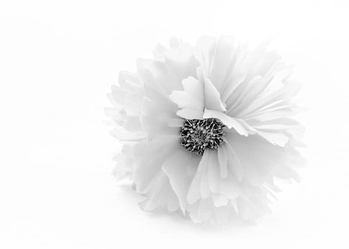 Just A White Flower