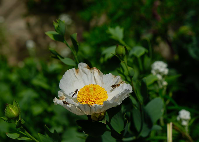 NECTAR