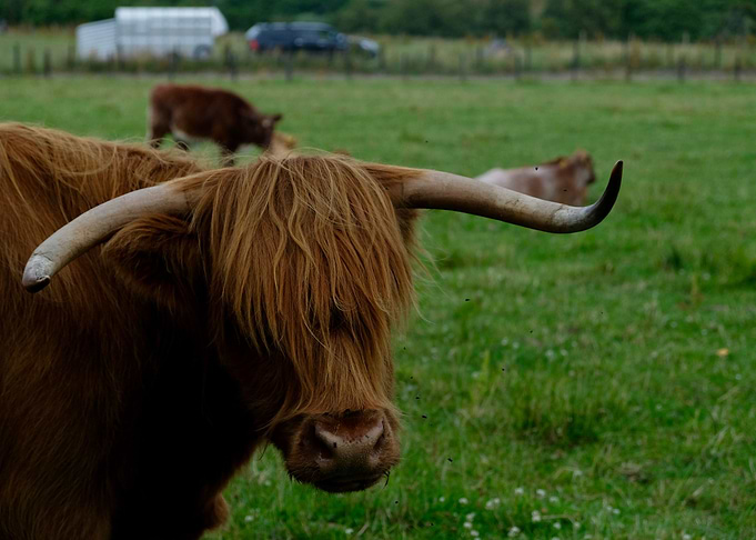 Highland Cattle