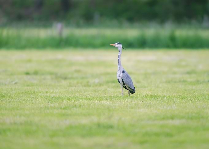 Grey heron