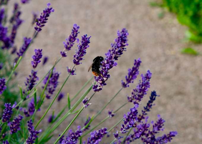 Little Scottish Bee