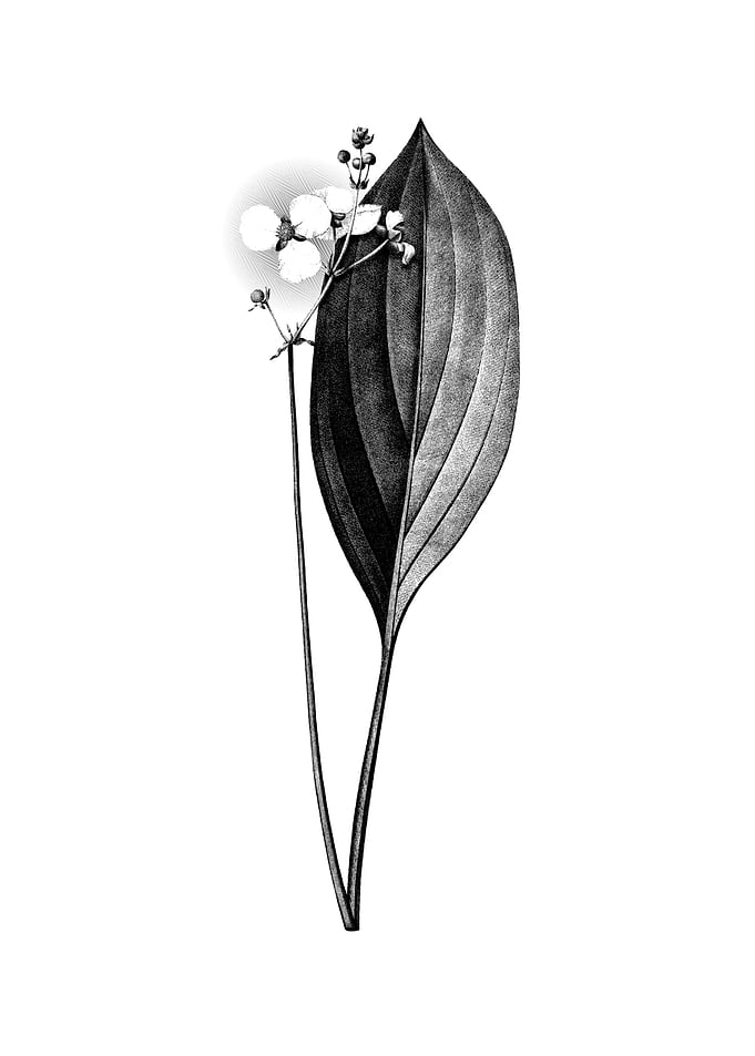 Vintage Engraved Botanical