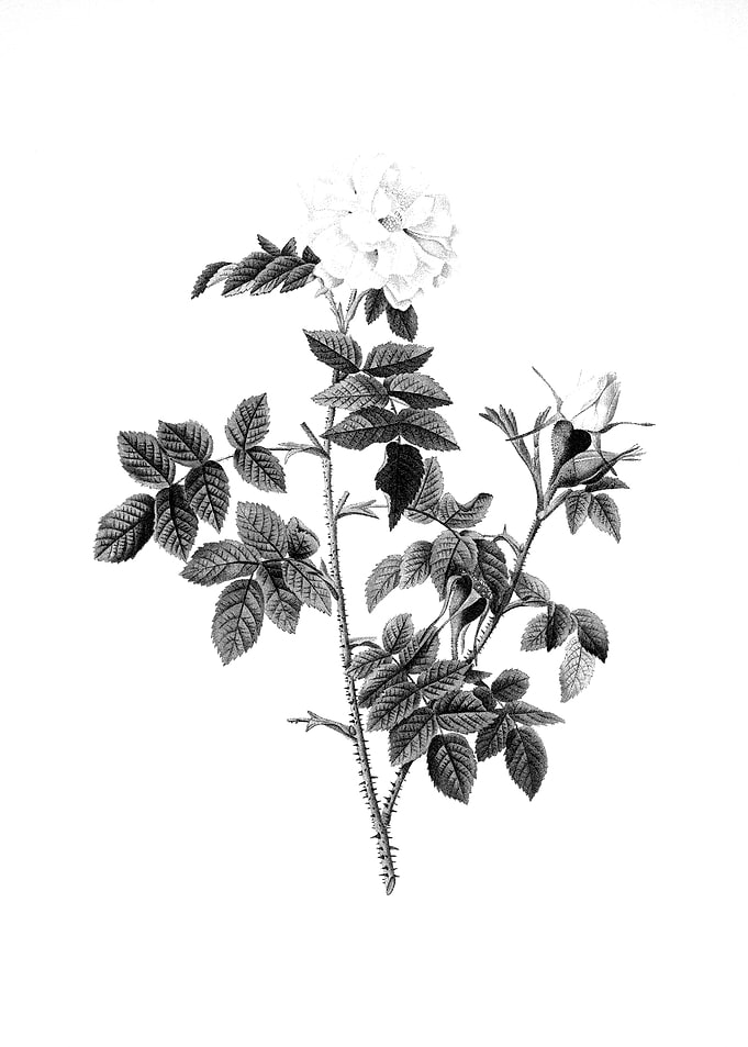 Antique Engraved Floral