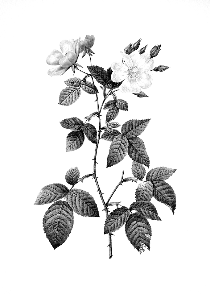 Vintage Engraved Botanical