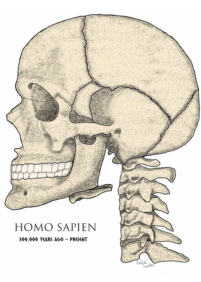 Homo Sapiens Skull