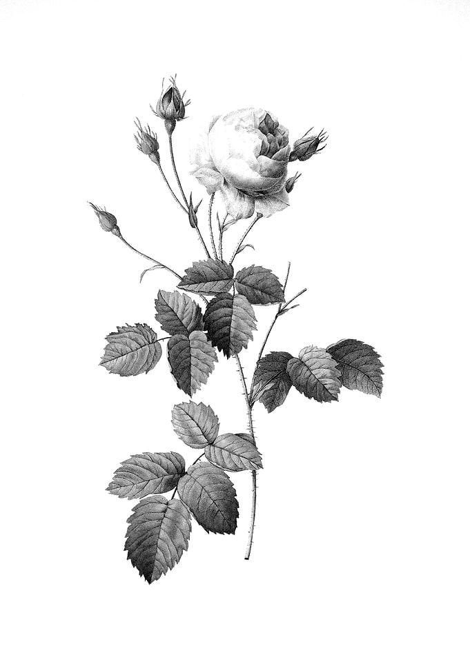 Antique Engraved Floral