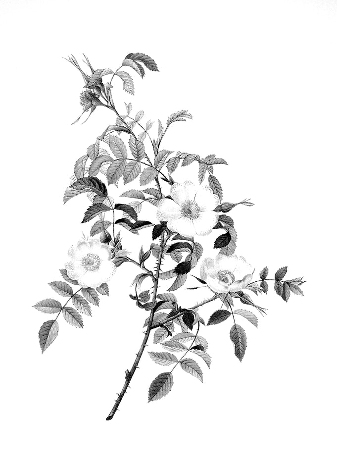 Vintage Floral Engraving