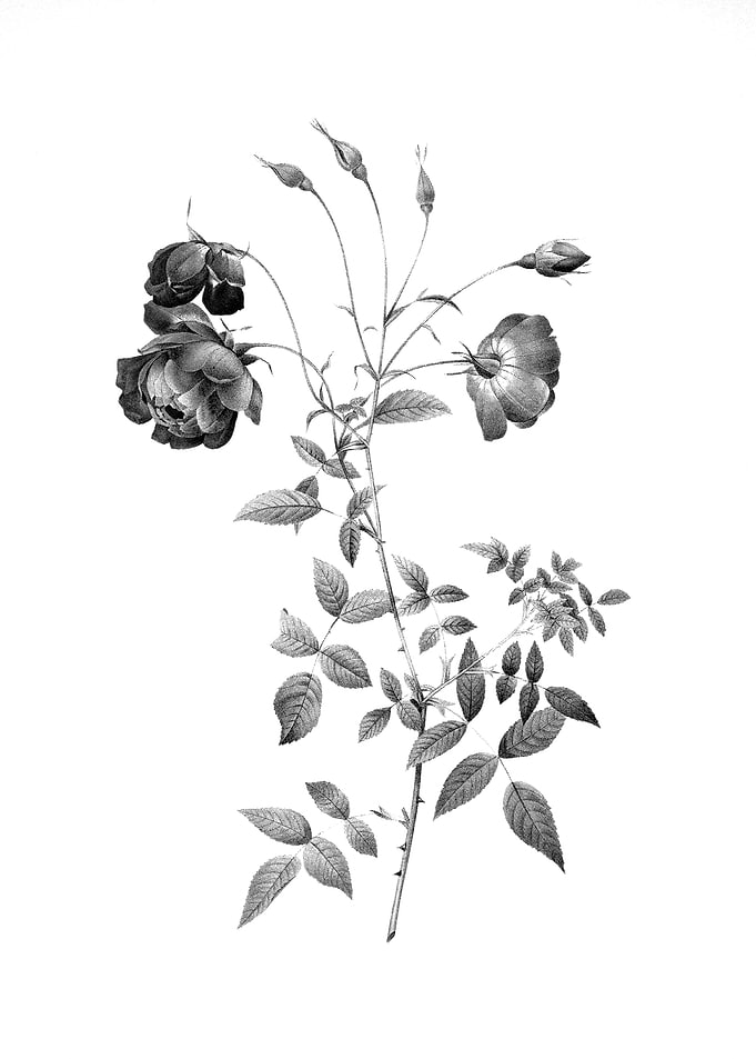 Vintage Floral Engraving