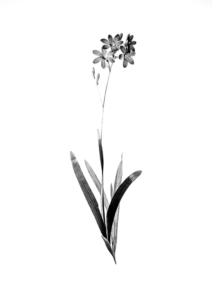 Antique Engraved Floral