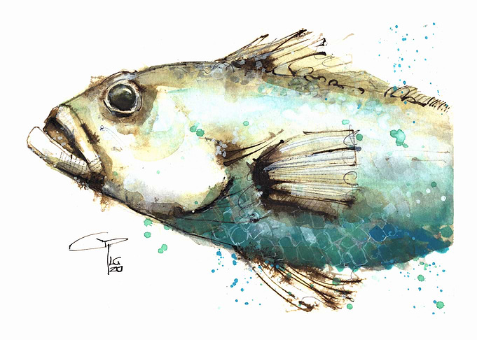 Fish