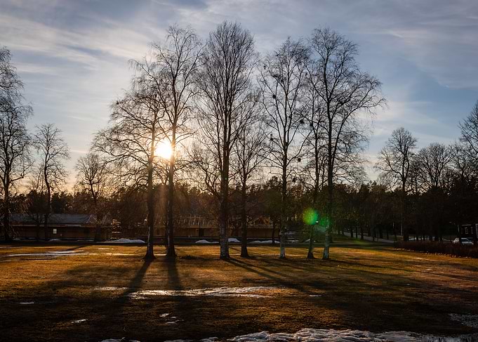 The Tree Shadows