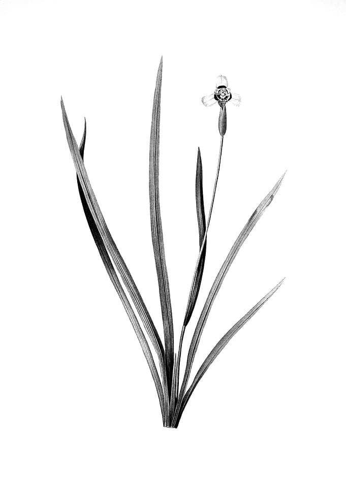 Vintage Floral Engraving