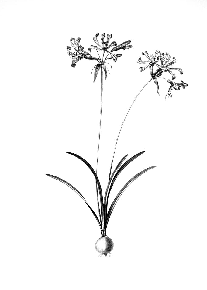 Vintage Floral Engraving