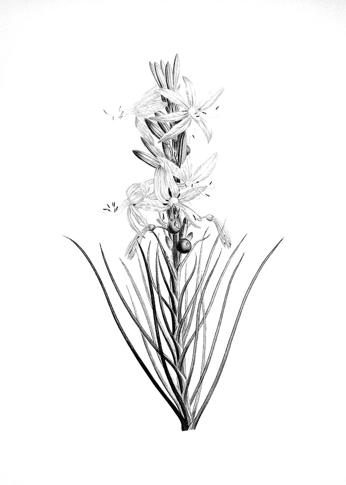 Vintage Floral Engraving