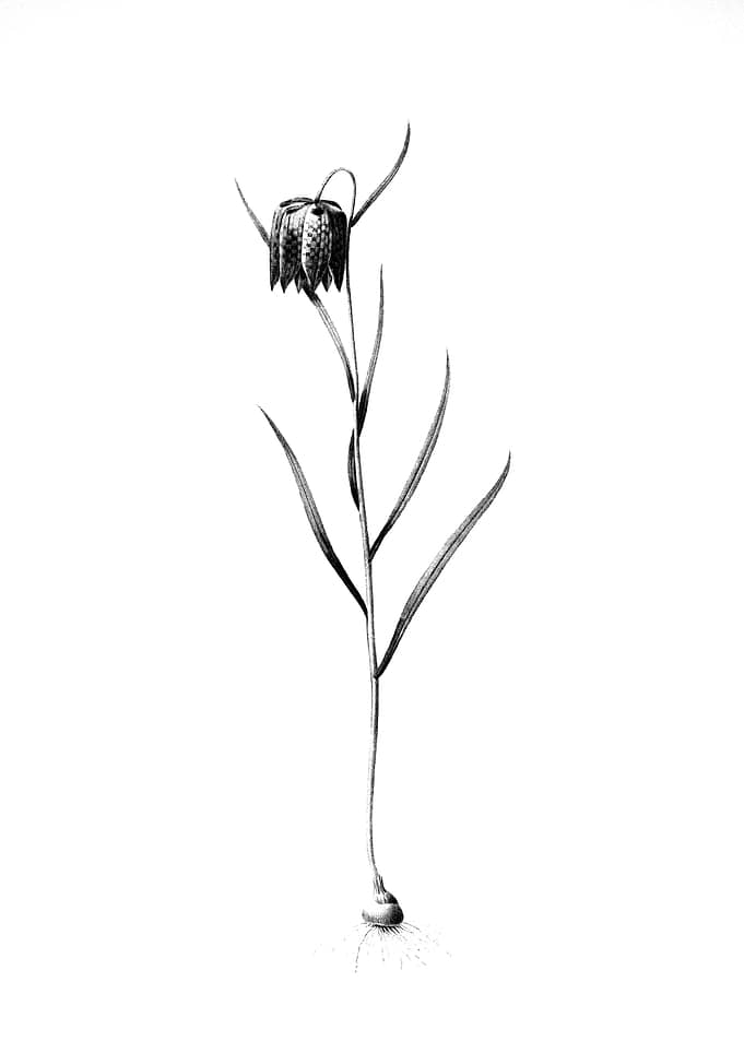Vintage Engraved Botanical