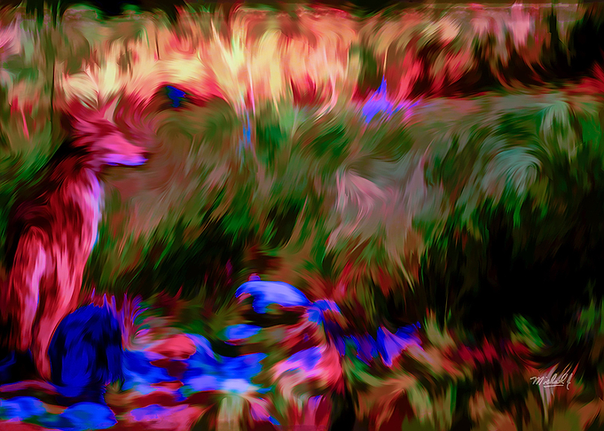 RAINBOW FIELD