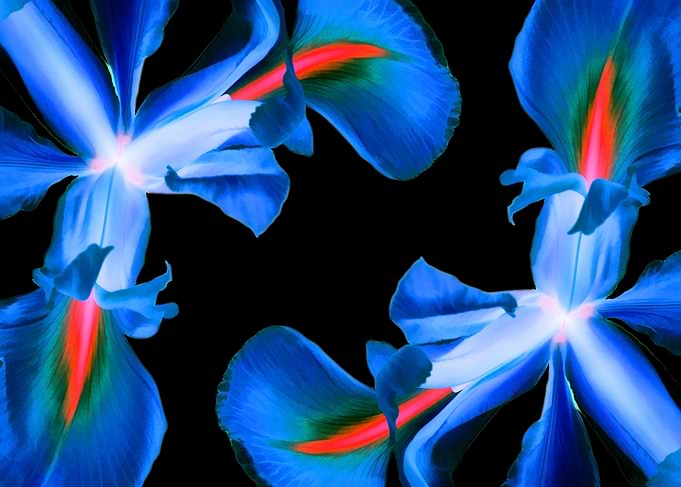 Blue Irises On Black