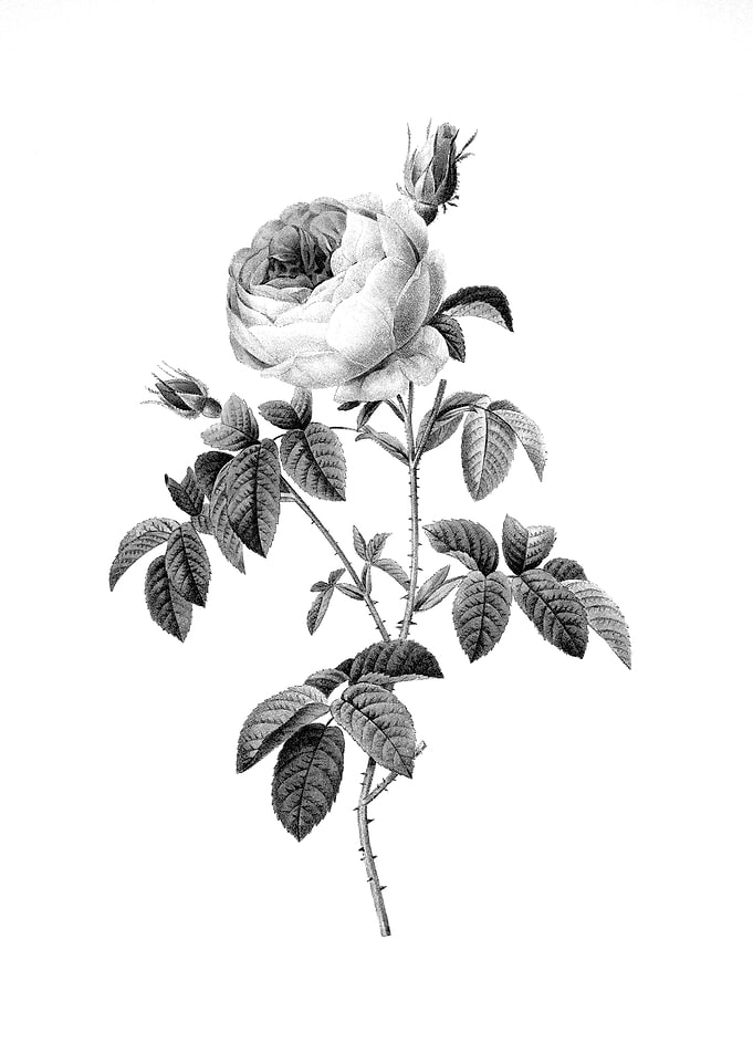Vintage Engraved Botanical