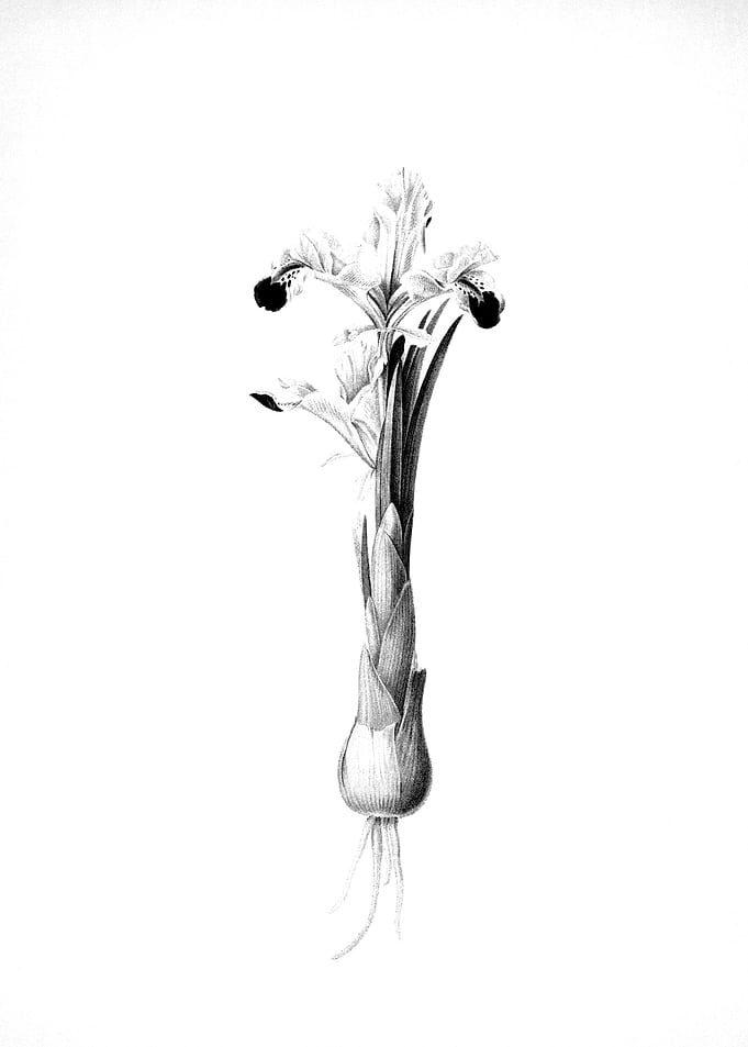 Vintage Floral Engraving