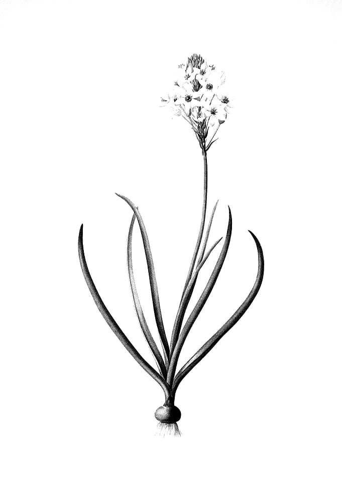 Vintage Engraved Botanical