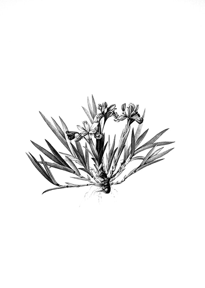 Vintage Floral Engraving