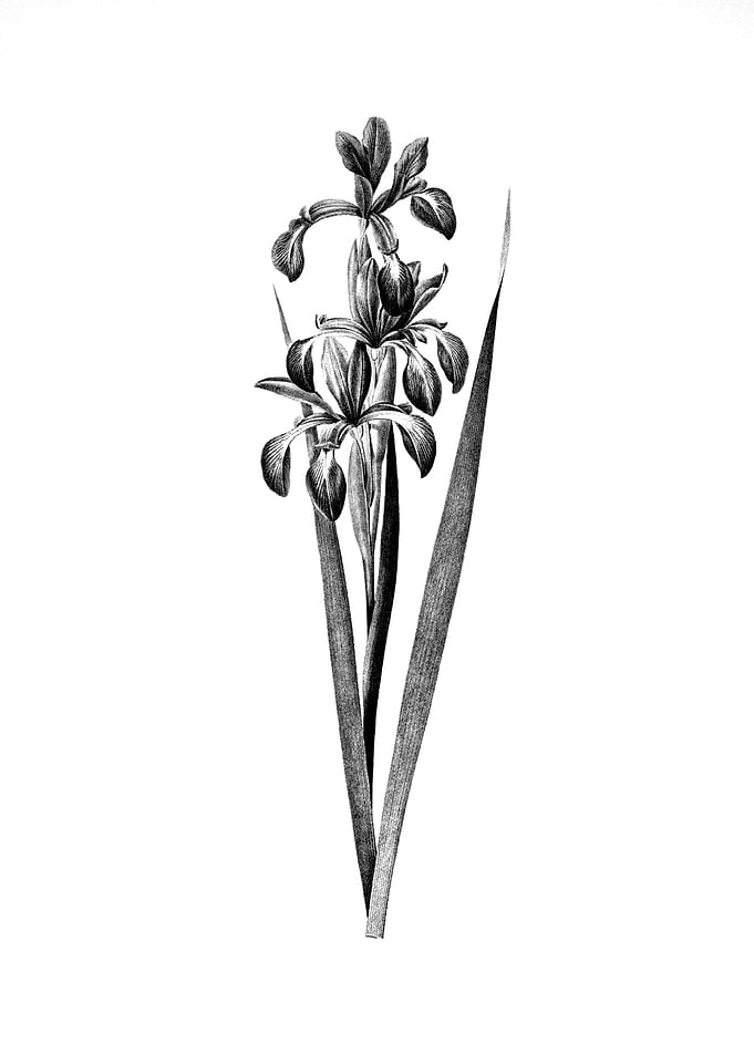Vintage Floral Engraving