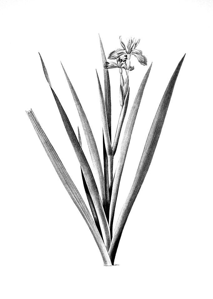 Vintage Engraved Floral