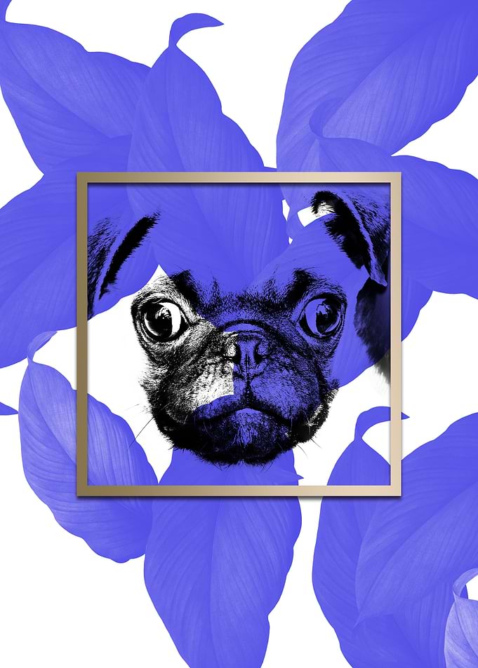 Colourful Pug Dog Modernis