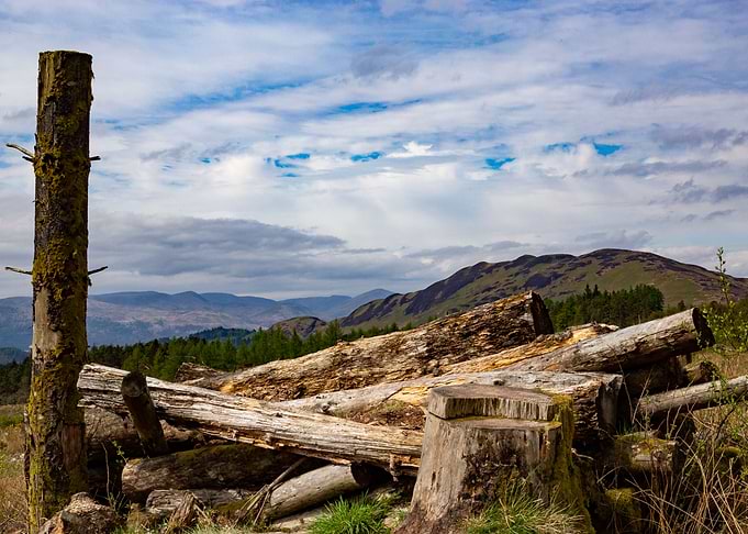 Logs