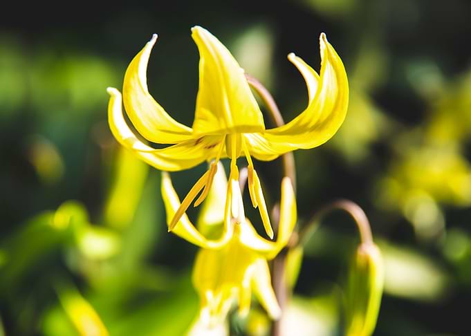Tiny yellow lily